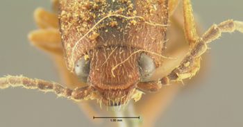 Media type: image;   Entomology 33762 Aspect: head frontal view